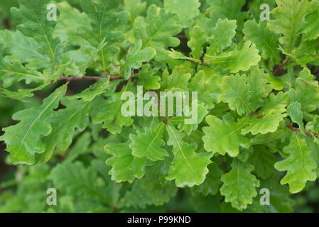 water drops on fresh oak leaves macro Stock Photo