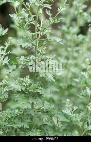 artemisia absinthium wormwood weed closeup Stock Photo
