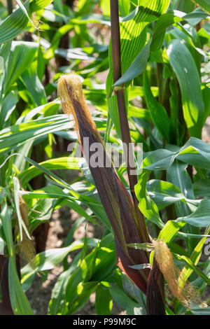 Zea mays. Sweetcorn fiesta ear growing on the plant in an english garden. UK. Ornamental Sweetcorn 'Fiesta' Stock Photo