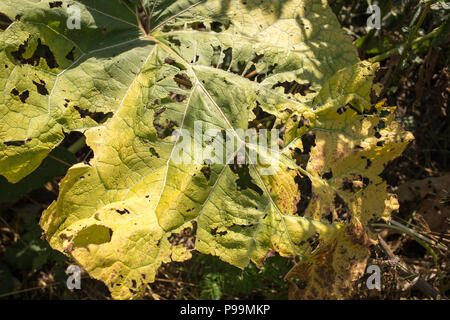 Greater burdock (lat. Arctium lappa) flower leaf close-up Stock Photo