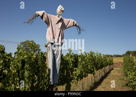 Scarecrow On Vineyard Field Against Sky During Sunny Day Stock Photo