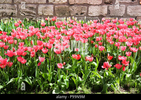 Beautiful pink tulip bed in one of the many Istanbul parks at springtime Stock Photo