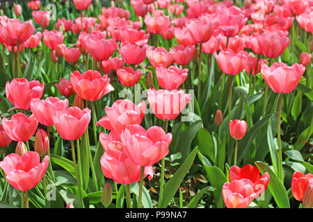 Beautiful pink tulip bed in one of the many Istanbul parks at springtime Stock Photo