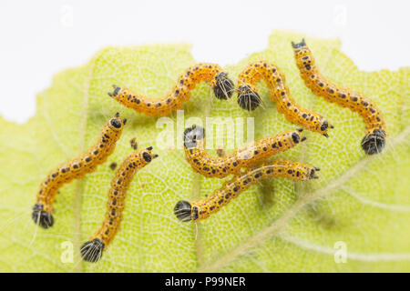 Juvenile buff-tip moth caterpillars, Phalera bucephala, about 7mm long found feeding on beech leaves and photographed in a studio. The caterpillars fe Stock Photo