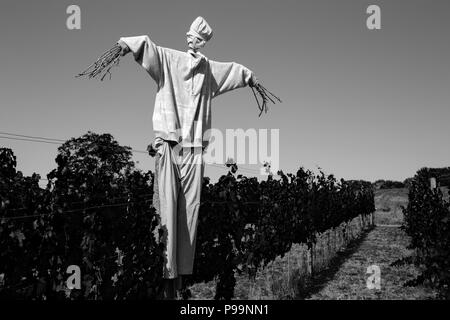 Scarecrow On Vineyard Field Against Sky During Sunny Day in Black And White Stock Photo