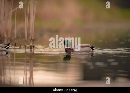 Male mallard duck swimming in the lake Stock Photo