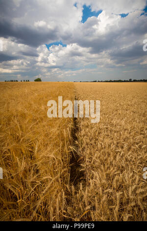 Field of barley (left) and wheat (right). Suffolk, UK. Stock Photo