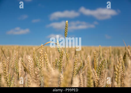 Wheat field. Suffolk, UK. Stock Photo