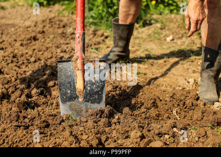 Detail on old spade in clay soil, senior man wearing dirty black rubber wellington boots, leaning on it . Spring gardening. Stock Photo