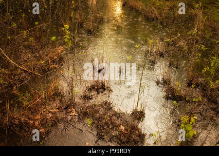 Raindrops on water surface of a freshwater vernal pool in Turtle Woods nature preserve in Southeast Michigan, USA Stock Photo