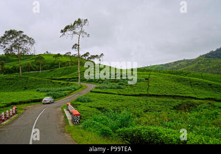 Rancabali Tea Plantation, Ciwidey, Bandung, West Java, Indonesia Stock Photo