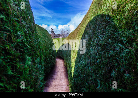 Narrow path in a green maze under blue sky Stock Photo