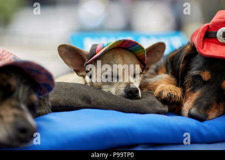 Prescott, Arizona, USA - June 30, 2018: Dogs sleeping with handmade doggie hats at the 4th of July festival in downtown Prescott Stock Photo