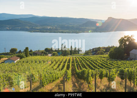 Rows of grapevines on hillside vineyard with lake and mountains in background and setting sun Stock Photo
