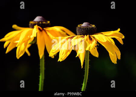 Healthy vibrant golden yellow Black Eyed Susan Flowers, isolated. Stock Photo