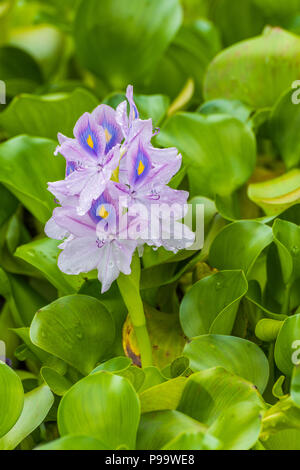 Flowering Water Hyacinth (Eichhornia Crassipes) in a pond in Montego Bay, Jamaica Stock Photo