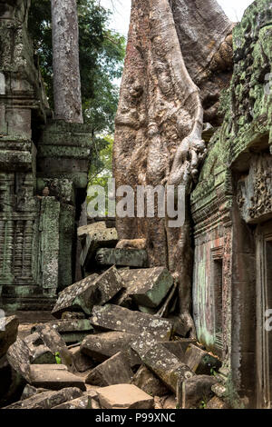 Giant tree and roots in temple Ta Prom Angkor wat Stock Photo