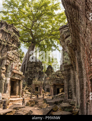 Giant tree and roots in temple Ta Prom Angkor wat Stock Photo