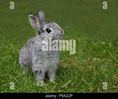 Netherland Dwarf Rabbit Doe Kit Chinchilla Colour - 13 Weeks Stock Photo