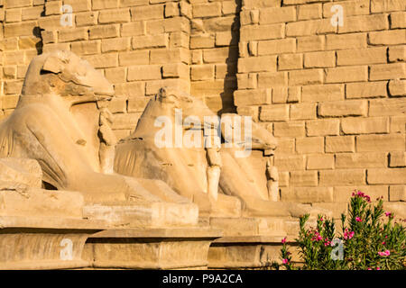 Ram-headed sphinxes, Karnak Temple. Luxor, Egypt, Africa Stock Photo