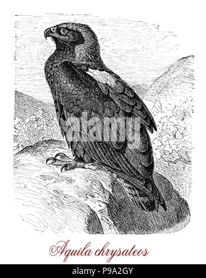 Vintage engraving of golden eagle (Aquila chrysaetos),  one of the best-known birds of prey in the Northern Hemisphere, dark brown with lighter golden-brown plumage. They build nests in high places and cliffs. Stock Photo