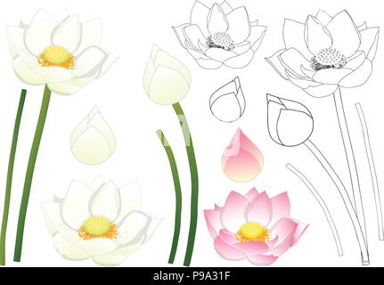 Essay on Lotus flower 10 lines|our national flower |my favourite flower 10  lines - YouTube