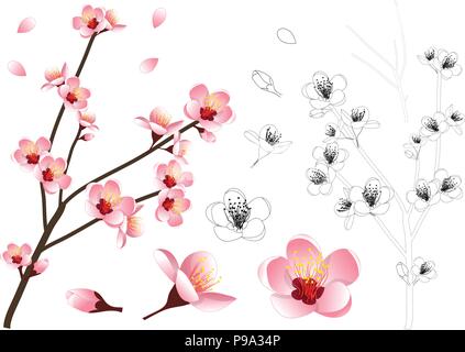 Prunus persica - Peach Flower Blossom Outline. Vector Illustration. isolated on white Background. Stock Vector