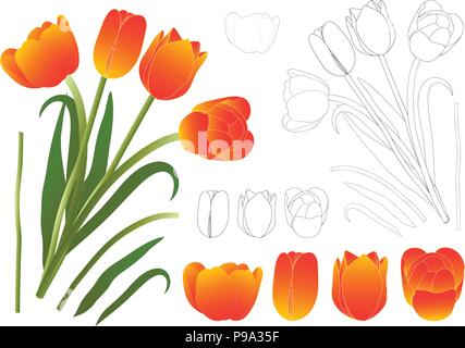 Orange Bouquet Tulip. Vector Illustration. Isolated on White Background. Stock Vector