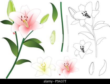 Lilium candidum, the Madonna lily or White Lily. National Flower of Italy. Vector Illustration. Isolated on White Background. Stock Vector