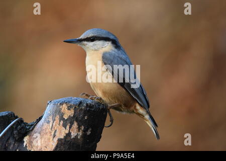 A nuthatch perching in early Spring. Stock Photo