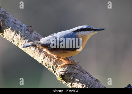 A Nuthatch in the early morning Winter sun. Stock Photo