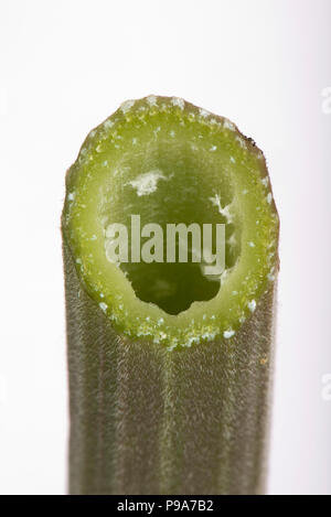 Cow parsley, Anthriscus sylvestris, section through hollow ridged smooth-haired stem, June, Berkshire Stock Photo