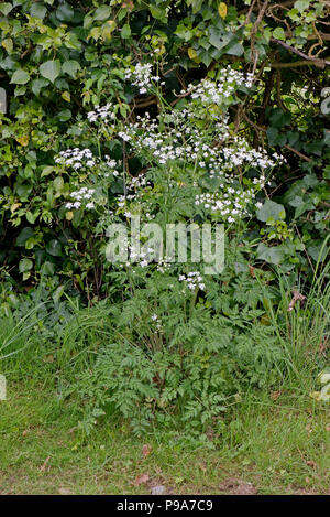 Cow parsley, Anthriscus sylvestris, plants flowering in the roadside verge in spring, Berkshire, May Stock Photo