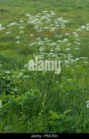 Cow parsley, Anthriscus sylvestris, plants flowering in the roadside verge in spring, Berkshire, May Stock Photo