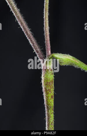 Rough chervil, Chaerophyllim  temulum, hairy rough purple spotted stems, Berkshire, June Stock Photo
