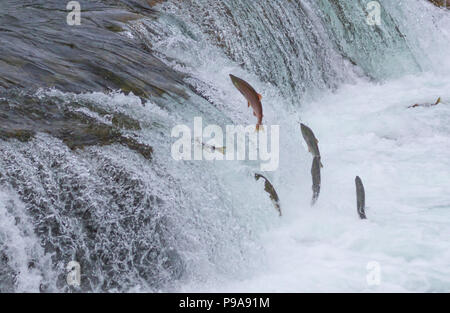Sockeye salmon jumping up Brooks falls during their annual migration at Katmai National Park, Alaska Stock Photo
