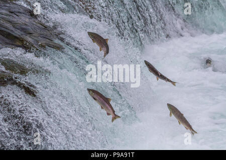 Sockeye salmon jumping up Brooks falls during the annual migration at Katmai National Park, Alaska Stock Photo