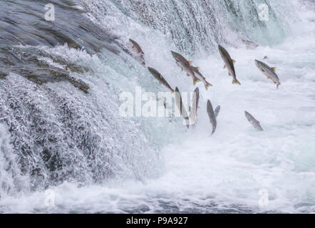 Salmon Jumping Up the Brooks Falls at Katmai National Park, Alaska Stock Photo