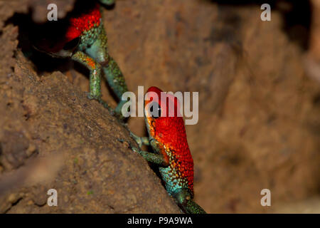 Pair of brightly colored granular poison arrow frogs in Costa Rica