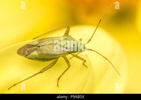 Closterotomus norwegicus mirid bug on flower. Waterford, Ireland Stock Photo