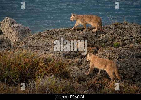2 Young Patagonian puma cubs walking along calcium rock formation near shore of lake. Stock Photo