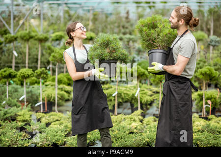 Young couple of workers in uniform working with green plants holding pots with conifer bush in the greenhouse Stock Photo