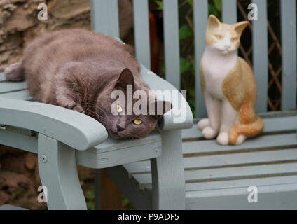 Feral Grey Cat With Ear Snipped and Green Eyes Lazing in a Garden on a Bench Beside an Ornamental Pottery Cat