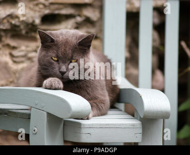 Feral Grey Cat With Ear Snipped and Green Eyes Lazing in a Garden on a Bench with his paw on the arm of a chair