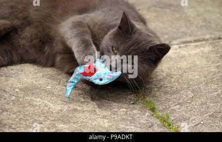 Feral Grey Cat With Ear Snipped and Green Eyes Lazing in a Garden Playing with a Catnip Toy