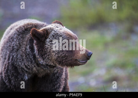 Grizzly Bear Male (Ursus arctos horribilis) Close uo, 1/2 body shot, male grizzly, side profile. Kananaskis, Alberta, Canada Stock Photo