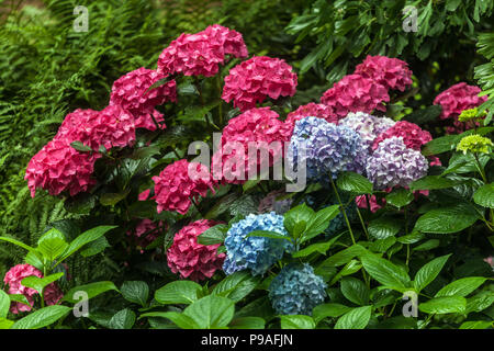 Bigleaf hydrangea, Hydrangea macrophylla, Hortensia Stock Photo