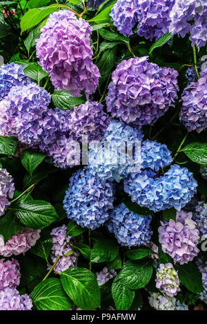 Blue Bigleaf hydrangea, Hydrangea macrophylla, Hortensia flowers Stock Photo