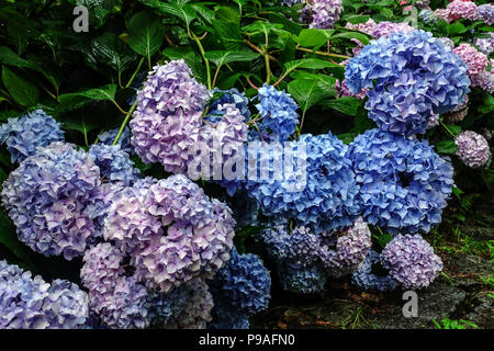 Blue Bigleaf hydrangea, Hydrangea macrophylla, Hortensia Stock Photo