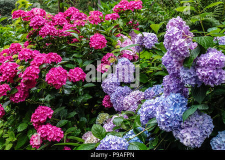 Bigleaf hydrangea garden Hydrangea macrophylla, Hortensia Stock Photo